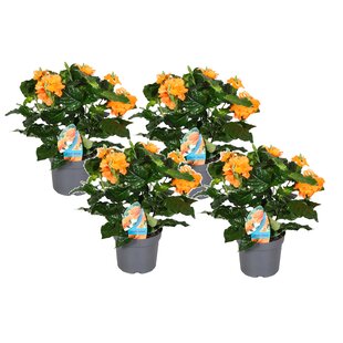 Crossandra Fortuna - Set van 4 - Oranje bloemen - Pot 13cm - Hoogte 20-30cm