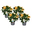 Crossandra Fortuna - Set of 4 - Orange flowers - ø13cm - Height 20-30 cm