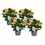 Crossandra Fortuna - Set van 4 - Oranje bloemen - Pot 13cm - Hoogte 20-30cm