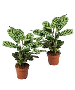 Ctenanthe Burle-Marxii - 2er Set - Korbmarante - Topf 12cm - Höhe 25-40cm