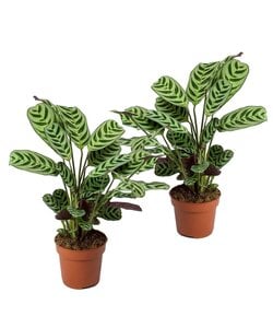 Ctenanthe 'gebedsplant' - Set van 2 - Burle-marxii - Pot 12cm - Hoogte 25-40cm