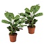 Ctenanthe 'Burle Marxii' - Set of 2 - ø12cm - Height 25-40cm