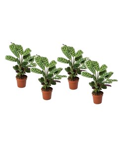 Ctenanthe 'Burle Marxii' Prayer plant - Set of 4 - ø12cm - Height 25-40cm