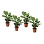 Ctenanthe 'Burle Marxii' Prayer plant - Set of 4 - ø12cm - Height 25-40cm