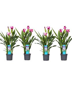 Curcuma 'Al Siam Supreme' - 4er Set - Kurkuma - Topf 13cm - Höhe 50-70cm