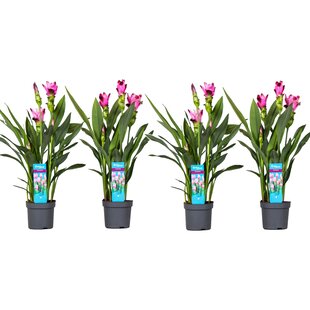 Curcuma 'Al Siam Supreme' - 4er Set - Kurkuma - Topf 13cm - Höhe 50-70cm