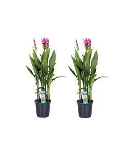 Curcuma Alismatifolia Siam Supreme - 2er Set - Topf 19cm - Höhe 80-100cm