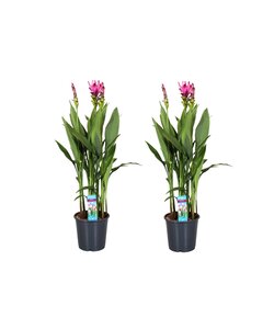 Curcuma Alismatifolia Siam Supreme - Set di 2 - Vaso 19cm - Altezza 80-100cm