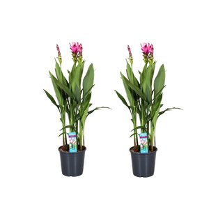 Curcuma Alismatifolia Siam Supreme - 2er Set - Topf 19cm - Höhe 80-100cm