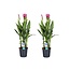 Curcuma Alismatifolia Siam Supreme - Set de 2 - Pot 19cm - Hauteur 80-100cm