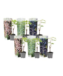 Druivenplanten - Mix van 6 - Vitis Vinifera - Pot 9cm - Hoogte 25-40cm