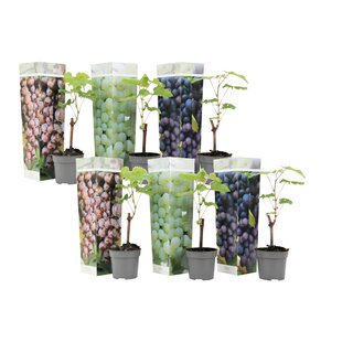 Traubenpflanzen - 6er-Mix - Vitis Vinifera - Weintraube - Topf 9cm -Höhe 25-40cm