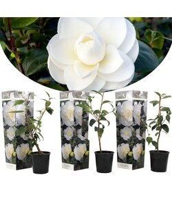 Camellia 'Japansk rose' Hvid - Sæt med 3 - Kamelia - ø9cm - Højde 25-40cm