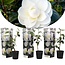 Camellia 'Japansk rose' Hvid - Sæt med 3 - Kamelia - ø9cm - Højde 25-40cm