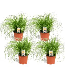 Cyperus zumula - hierba para gatos - Juego de 4 - ⌀12 cm - Altura 30-40 cm
