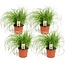 Cyperus zumula - hierba para gatos - Juego de 4 - ⌀12 cm - Altura 30-40 cm