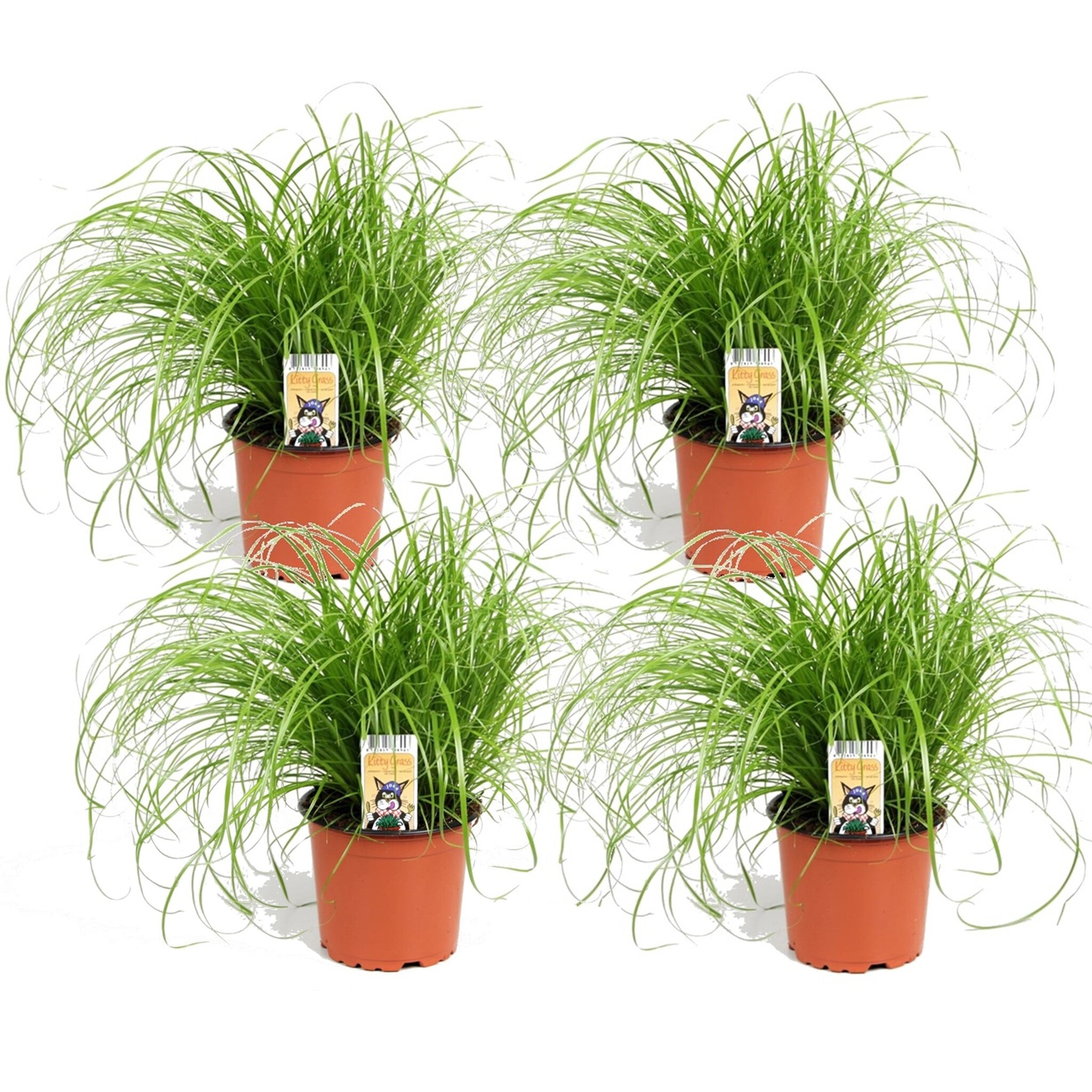 Cyperus Catgrass Set of 4 Pot 12 cm Height 30 40 cm FloraStore