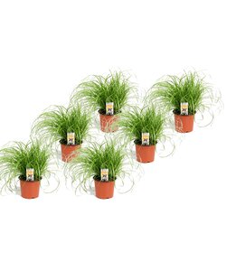 Cyperus - Set van 6 - Kattengras - Pot 12cm - Hoogte 30-40cm