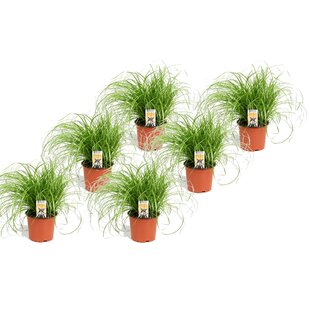 Cyperus Catgrass - Set of 6 - ø12cm - Height 30-40cm