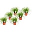 Cyperus - Set de 6 - Herbe à chat - ⌀ 12cm - Hauteur 30-40cm