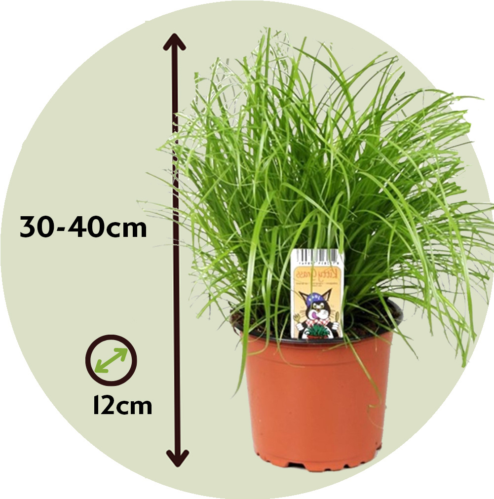 Cyperus Catgrass Set of 6 Pot 12 cm Height 30 40 cm FloraStore