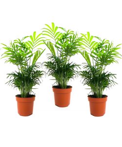 Chamaedorea Dværgpalme Lille - Sæt med 3 - Stueplante - Palmecm - Højde 30-40cm
