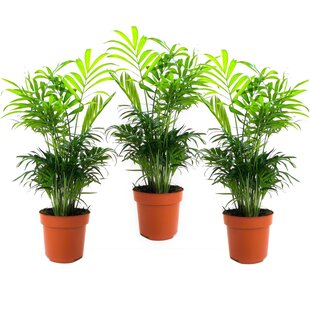 Chamaedorea elegans - Set of 3 - Parlour palm - Top 12cm - Height 30-40cm