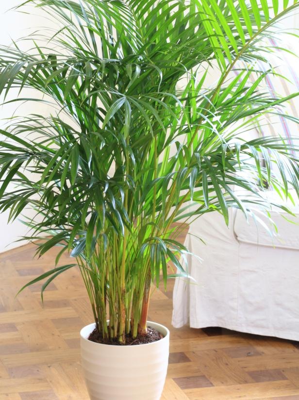 Plant in a Box - Set di 3 mini palme per interni - Vaso 12cm - Altezza  25-40cm - Piante da interno - Palma - Yucca - Areca - Chamaedorea