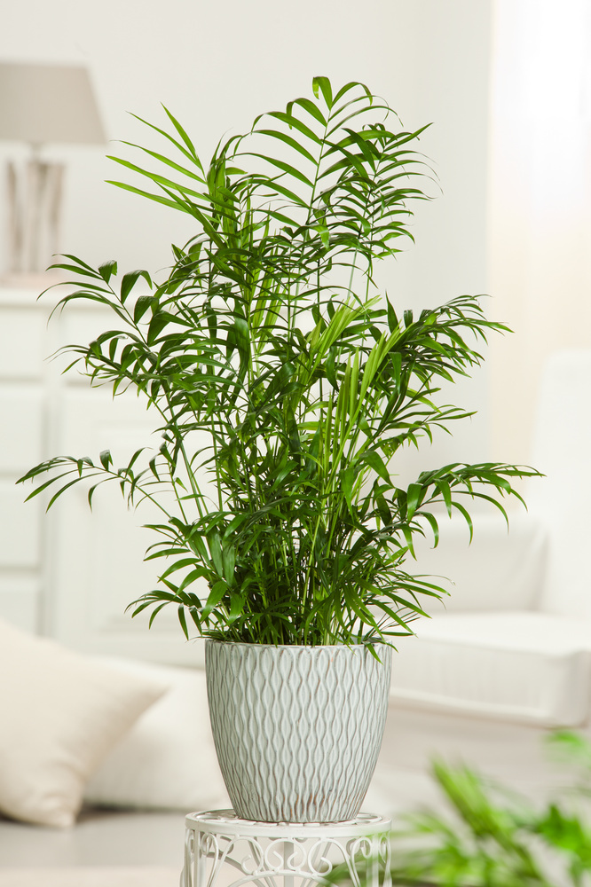 Plant in a Box - Set di 3 mini palme per interni - Vaso 12cm - Altezza  25-40cm - Piante da interno - Palma - Yucca - Areca - Chamaedorea