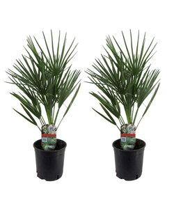 Chamaerops Humilis - 2er Set - Mediterrane Zwergpalme - Topf 15cm - Höhe 50-60cm