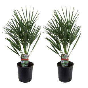 Chamaerops Humilis - 2er Set - Mediterrane Zwergpalme - Topf 15cm - Höhe 50-60cm