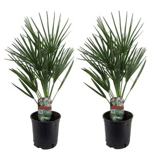 European Dwarf Palm 'Chamaerops Humilis' - Set of 2- Pot 15cm - Height 50 cm