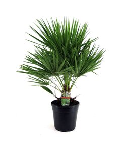 Chamaerops Humilis - Europejska palma karłowata - ⌀21cm - Wysokość 70-80cm