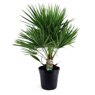 Chamaerops Humilis - Zwergpalme - Winterhart - Topf 21cm - Höhe 70-80cm