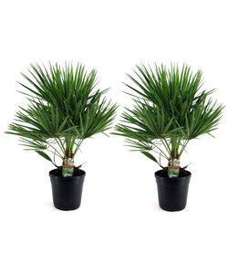 Chamaerops Humilis - Set de 2 - Palmier - Pot 21cm - Hauteur 70-80cm