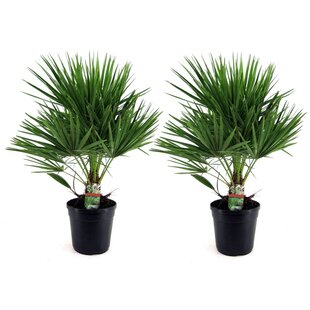 Chamaerops Humilis - Set de 2 - Palmier - Pot 21cm - Hauteur 70-80cm