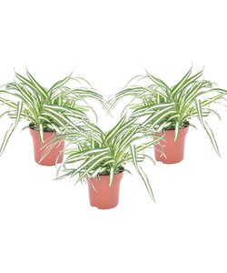Chlorophytum comosum 'Atlantic' - Set di 3 - Vaso 12cm - Altezza 25-40cm