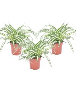 Chlorophytum comosum 'Atlantic' - Set van 3 - Pot 12cm - Hoogte 25-40cm