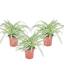 Chlorophytum comosum 'Atlantique' - Set de 3 - ⌀ 12cm - Hauteur 25-40cm