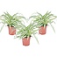 Chlorophytum comosum 'Atlantic' - Set di 3 - Vaso 12cm - Altezza 25-40cm
