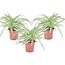 Chlorophytum comosum 'Atlantic' - Set of 3 - ø12cm - Height 25-40cm