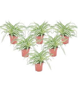 Chlorophytum comosum 'Atlantic' - Set di 6 - Vaso 12cm - Altezza 25-40cm