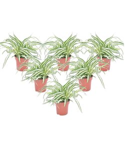 Chlorophytum comosum 'Atlantic' - Set of 6 - ø12cm - Height 25-40cm