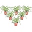Chlorophytum comosum 'Atlantic' - Set di 6 - Vaso 12cm - Altezza 25-40cm