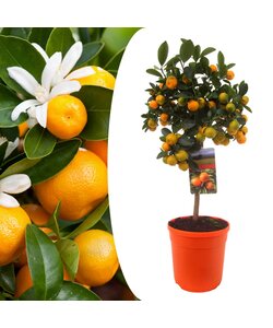 Citrus Calamondin - Albero di agrumi - Vaso 19cm - Altezza 55-65cm