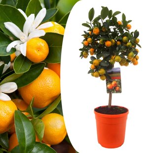 Citrus Calamondin - Citrus tree - ø19cm - Height 55-65cm