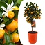 Citrus Calamondin - Naranjo - Maceta 19 cm - Altura 55-65cm