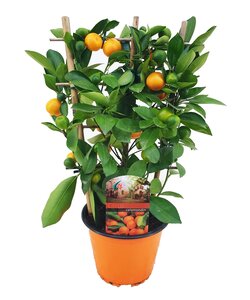 Citrus Calamondin auf Gestell - Mini Mandarine - Topf 14cm - Höhe 25-40cm