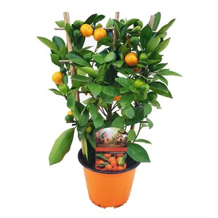 Citrus Calamondin sur support - Arbre à agrumes - Pot 14cm - Hauteur 25-40cm