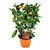 Citrus Calamondin auf Gestell - Mini Mandarine - Topf 14cm - Höhe 25-40cm